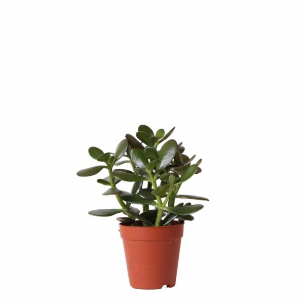 Crassula Ovata h15cm - plante grasse d'intérieur : : Jardin