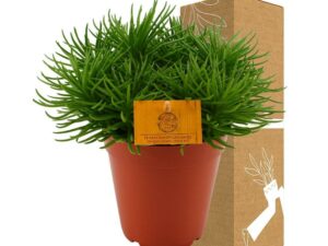 Crassula Ovata h15cm - plante grasse d'intérieur : : Jardin
