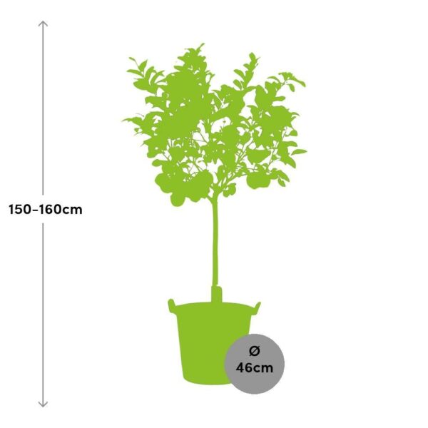 Citronnier: Plantes et Arbustes Livraison Express